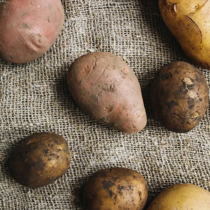 Whole raw potatoes on burlap, a naturally gluten free food like Wendy's plain baked potato